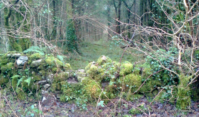 Clonbur Woods