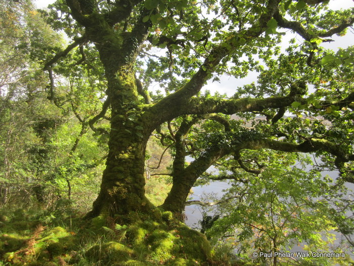 Derryclare Woods