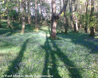 Carpet of bluebells in Letterfrack Woods