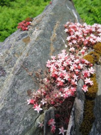 wild stonecrop growing on Inishturk